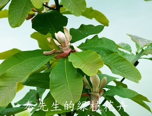 精品药材树苗 厚朴盆栽花卉 木兰苗 朴树室外庭院大型绿植物苗木