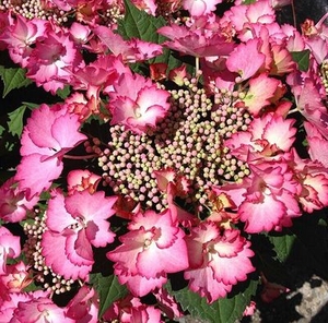 缘月法国康康舞 蝴蝶 闪闪星绣球花苗花卉阳台庭院花园八仙花盆栽