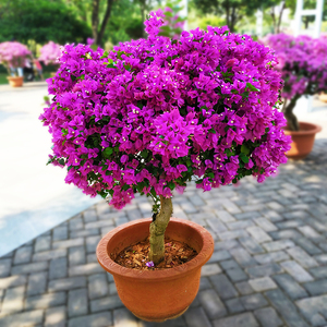 巴西三角梅盆栽爬藤老桩大苗重瓣安格斯室内庭院花卉植物耐寒四季