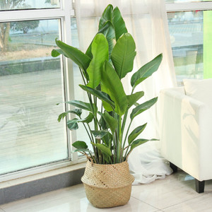 天堂鸟龟背竹植物盆栽花盆鹤望兰大叶室内客厅北欧绿植花卉好养