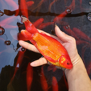 小金鱼小型锦鲤鱼