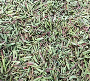 2023年早春茶野生紫芽苞茶云南古树紫芽普洱生茶普洱茶紫芽孢500g