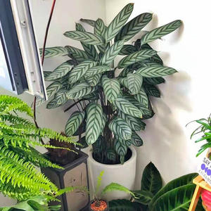 飞羽竹芋大盆栽卧室客厅耐阴好养观叶植物飞欧竹芋北欧风花卉绿植