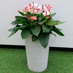 红掌盆栽大盆梦幻彩掌四季开花植物客厅办公室内净化空气好养花卉