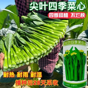 尖叶四季菜心种子甜菜心菜苔种子高产早熟速生甜脆菜芯蔬菜种子孑