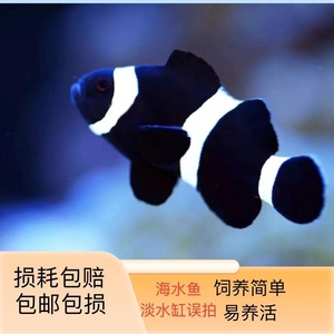 全纹精品人工澳黑小丑鱼 公子小丑鱼 熊猫小丑鱼海水鱼缸包邮包损