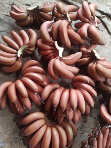 广西红皮香蕉美人蕉(香甜软滑5斤 生蕉发货