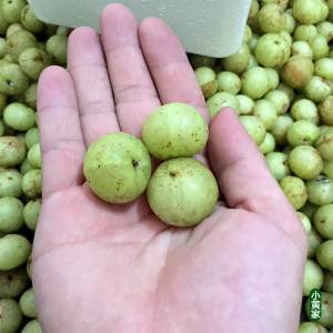 现货新新鲜甜种油甘果现摘农家自种孕酸水果牛甘子余柑果油干橄榄