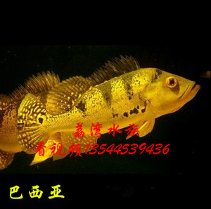 金老虎鱼皇冠三间-淘宝拼多多热销金老虎鱼皇冠三间