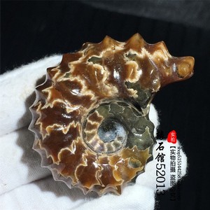 天然羊角螺化石菊石化石标本 古生物化石瑕疵处理实物图