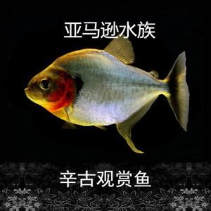 辛古水虎热带鱼观赏鱼猛鱼活体鱼