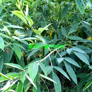 木豆叶新鲜 野黄豆 三叶豆 树豆 水-痘疮-毒 观音豆 中药材500克