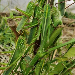 活体蹬倒山登登山棉蝗油蚂蚱种苗下卵留种用自家繁育放心购买