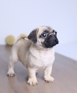 深圳玖佰纯种巴哥活体幼犬哈巴狗黑色白色八哥犬鹰版小型宠物狗狗