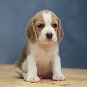 宠爱天下纯种比格米格鲁猎兔犬幼犬活体短毛幼崽比格犬宠物