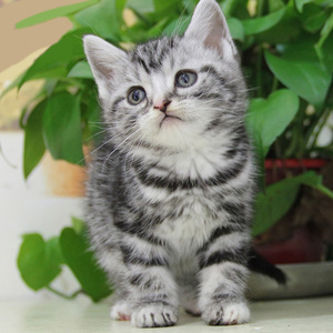 美短虎斑虎斑猫