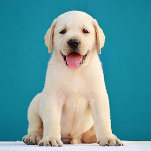 拉布拉多幼犬白色