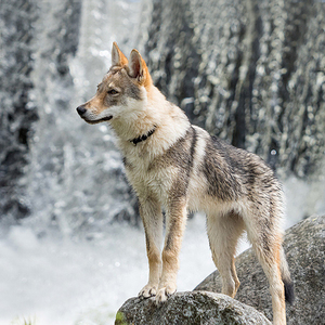 宠爱天下 纯种捷克狼犬幼犬大型狼犬猛犬狼狗公母宠物狗狗活物cku