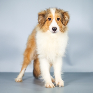 苏格兰牧羊犬苏牧