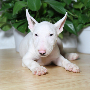【牛头梗幼犬】牛头梗幼犬品牌,价格 - 阿里巴巴