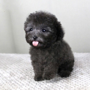 血统马尔济斯犬幼犬迷你小体泰迪比熊阿富汗猎犬狗狗活体0人付款