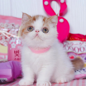 橘猫幼崽加菲猫