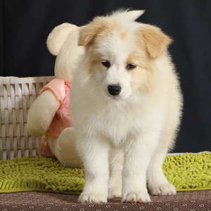 宠爱天下 纯种边境牧羊犬活体幼犬 金色边牧活体幼犬