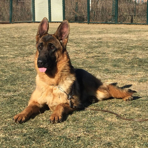 宠爱天下纯种德牧幼犬活体宠物狗狗家养德国牧羊犬真狗黑背犬