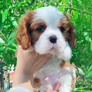 骑士查理王小猎犬