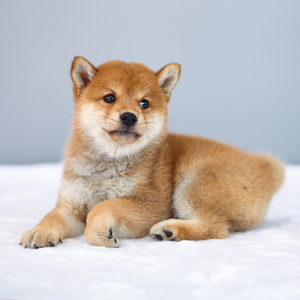 宠爱天下 纯种柴犬幼犬活体宠物狗狗活幼体日本小柴犬幼崽小型犬