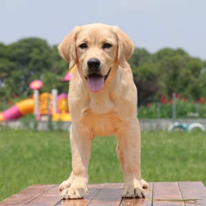 拉布拉多幼犬纯种黄色
