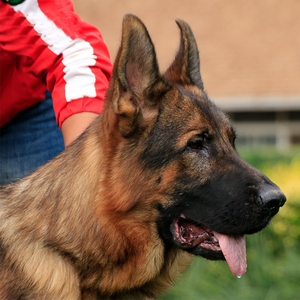 宠爱天下 德国牧羊犬纯血统纯种赛级犬宠物狗活体德牧狗狗活物