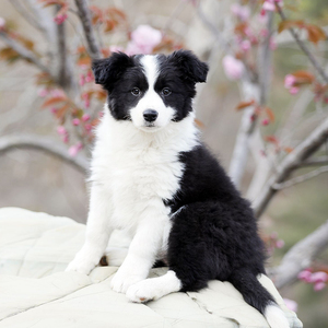 边牧幼犬纯种活体黑白陨石边境牧羊犬幼崽金边双血统宠物狗狗活物