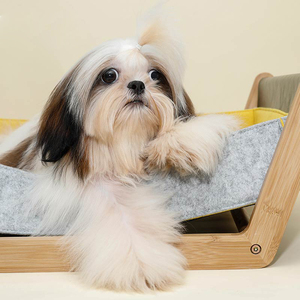 西施狗幼犬长毛