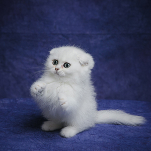 苏格兰折耳银渐层