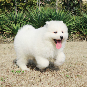 宠爱天下 cku宠物微笑天使纯种萨摩耶雪橇犬幼犬活体狗狗幼崽