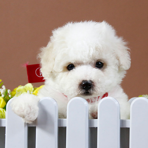 宠爱天下 贵宾幼犬纯种活体泰迪幼犬白泰迪犬小型犬幼崽活物