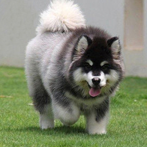 宠爱天下纯种阿拉斯加雪橇犬宠物狗狗活体巨大型犬温顺熊版公母