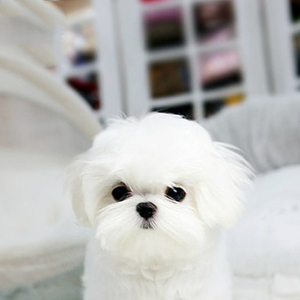 马尔济斯犬幼犬小型