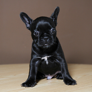小型黑色狗狗品种图片