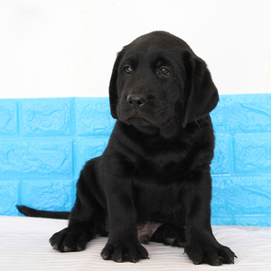 宠爱天下黑拉布拉多犬宠物狗狗拉多幼犬拉多幼犬活体纯种