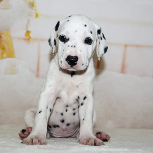 【斑点狗幼犬纯种大麦町】斑点狗幼犬纯种大麦町品牌,价格 - 阿里巴巴
