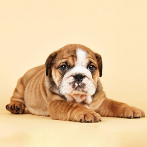 宠爱天下英国斗牛犬纯种犬宠物狗黄白花英斗活体英牛幼犬活体