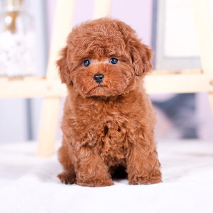 宠爱天下贵宾泰迪幼犬活体伴侣红色狗狗黑色宠物崽公母茶杯犬zy