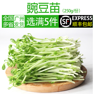 新鲜蔬菜豌豆苗500g农家食用芽苗菜水培璇蔓豆苗装饰摆盘盒装带根
