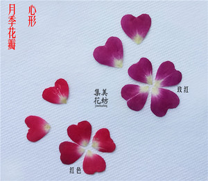 月季心形花瓣 押花压花干花 滴胶手机壳diy 植物教学标本 12片