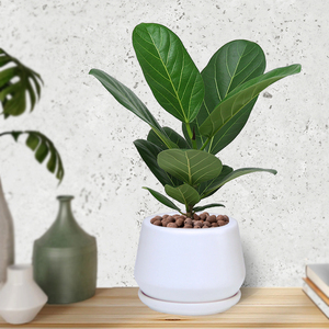 孟加拉富贵榕植物盆栽办公室内四季常青北欧风好养观叶绿植高山榕