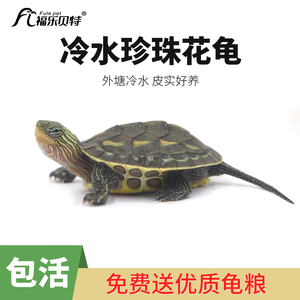 中华花龟小乌龟活物台湾珍珠龟草龟花龟苗活体宠物水龟冷水观赏龟