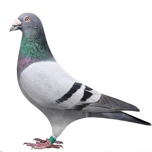 鸽子活物信鸽青年鸽种鸽纯白黑桑杰士瓦灰红雨点灰雨点麒麟花包活