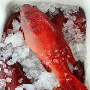 深海纯天然海捕红东星斑鱼大冰鲜鲜活速冻活鱼冻红星石斑鱼红斑
